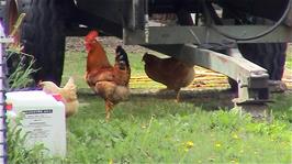 Chickens roam free around our Guest House at Hellandsbygd
